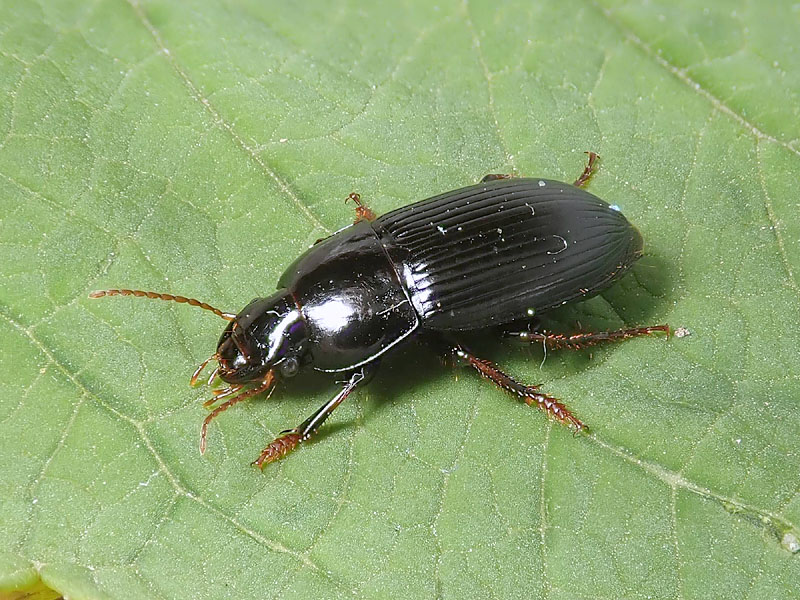 Carabidae: Harpalus tardus ? S !